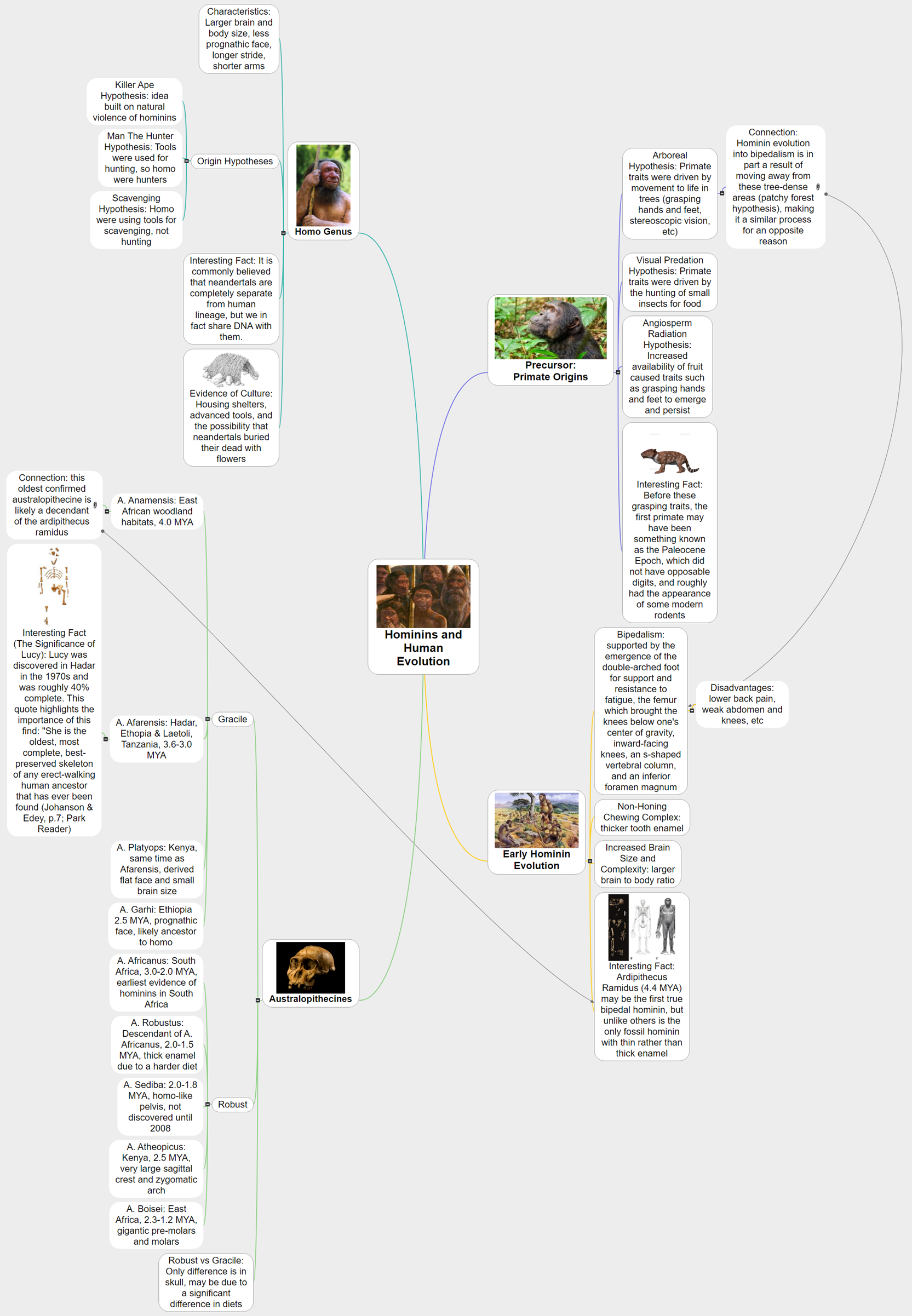 Hominins and Human Evolution (Visual Study Guide 3) Mind Map