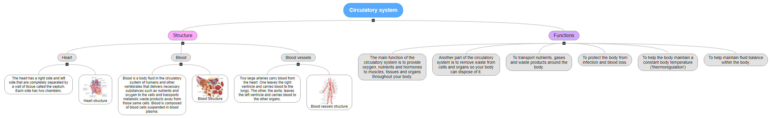 Circulatory system - Sofia Garcia Rios Mind Map