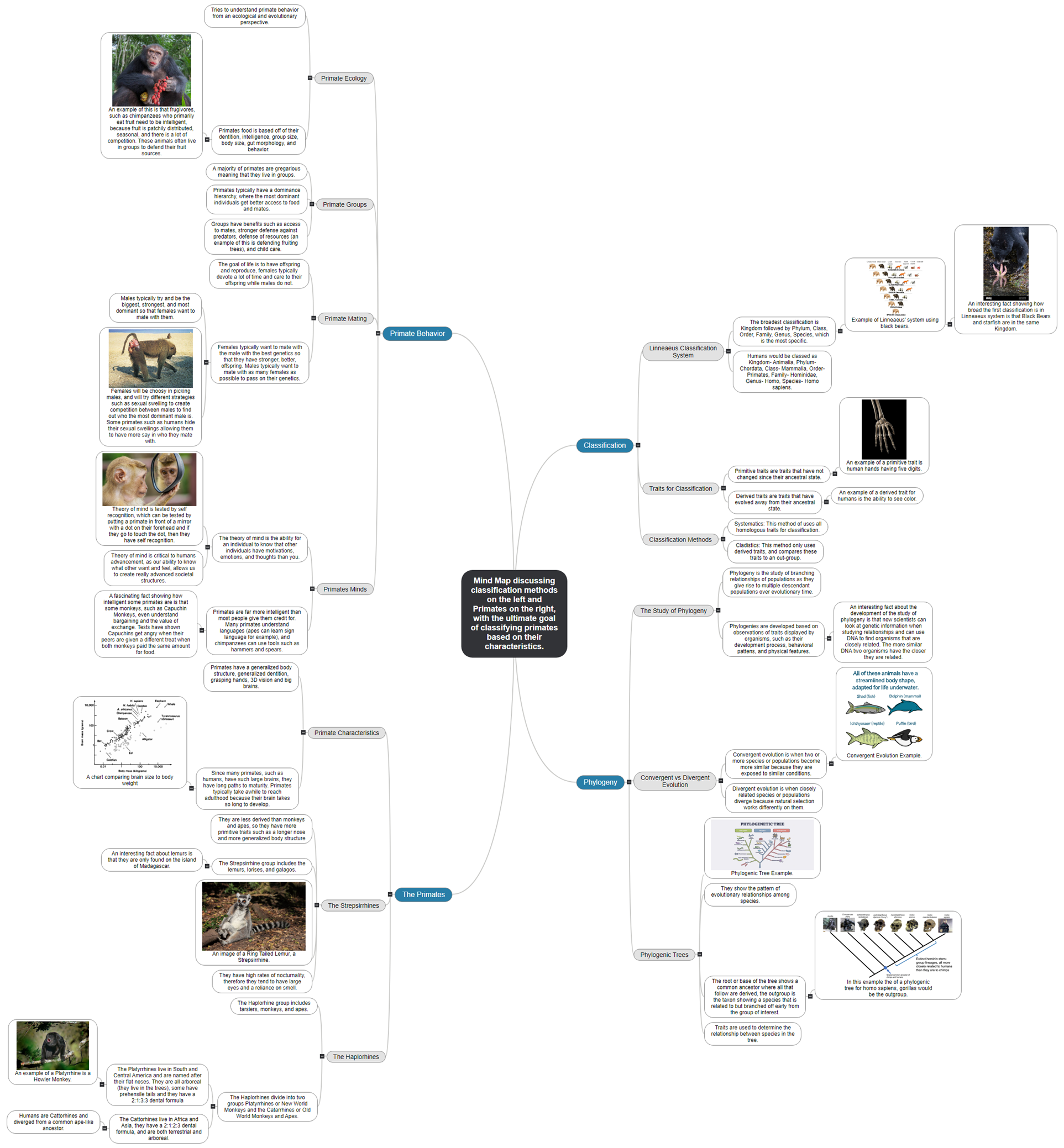 Mind Map discussing classification methods on the left and Primates on the right, with the ultimate goal of classifying primates based on their c Mind Map