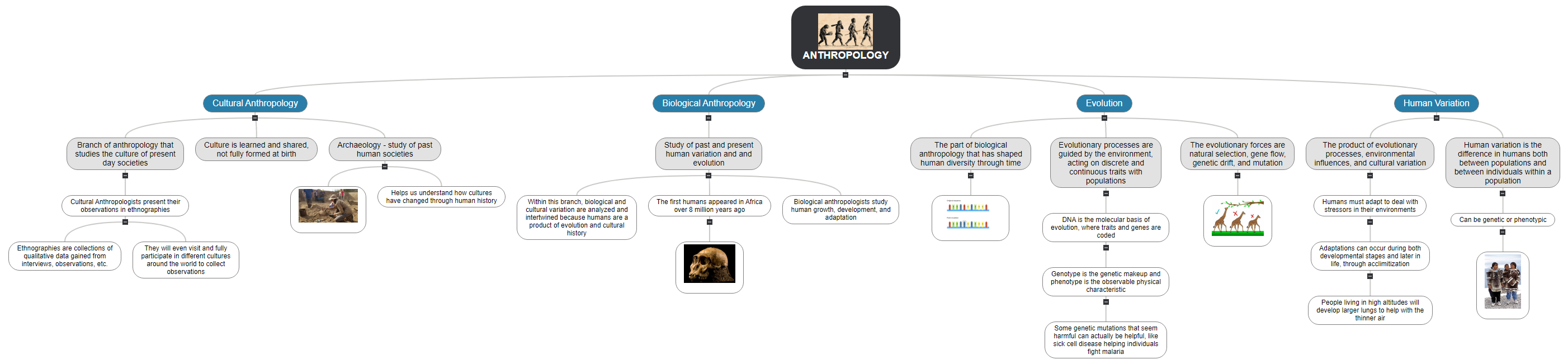 Visual Study Guide 1 Anthropology Mind Map