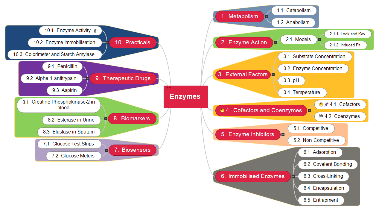 Enzymes Mind Map